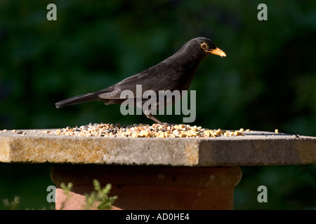 Blackbird mâles adultes se nourrissant sur le tableau d'oiseaux Banque D'Images