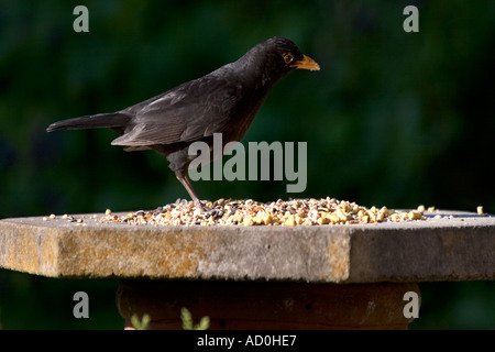 Blackbird mâles adultes se nourrissant sur le tableau d'oiseaux, Banque D'Images