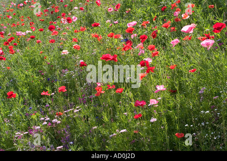 Fleurs sauvages sur la propriété Meadowbank Banque D'Images