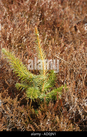 Le pin sylvestre Pinus sylvestris arbre grandir à travers la bruyère Erica spp. Banque D'Images