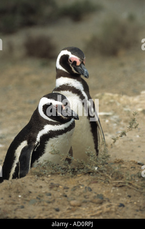 Paire de manchots de Magellan (Sphensicus adultes magellanicus), Punto Tombo, Patagonie, Argentine Banque D'Images