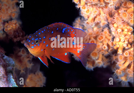 Hypsypops rubicundus garibaldi pour mineurs l'île de Catalina, California USA Banque D'Images