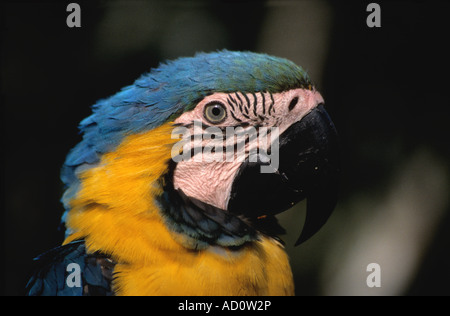 Ara bleu et jaune (Ara ararauna) portrait, parc national Madidi, Bolivie Banque D'Images