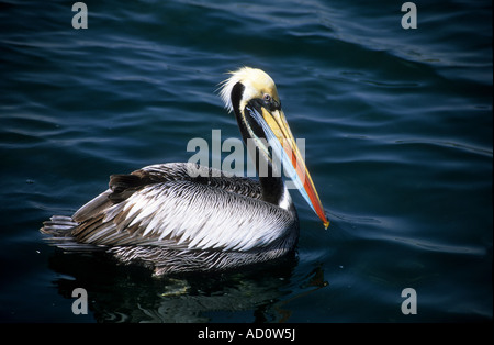 Pélican péruvien adulte ( Pelecanus thagus) dans la reproduction de la nage de plumage, Réserve nationale de Paracas, Pérou Banque D'Images