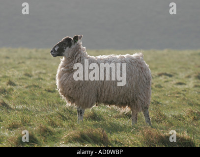 Vue latérale d'un seul visage noir Mouton debout dans un champ en Angleterre Banque D'Images