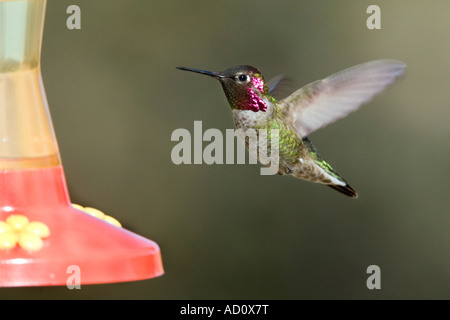 Calypte anna Anna's Hummingbird dans le comté de Santa Cruz Sonoita United States Arizona Trochilidae mâles adultes Janvier Banque D'Images