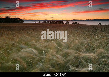 Cornfield et août coucher de soleil par le fjord d'Oslofjord sur l'île de Jeløy, Moss kommune, Østfold fylke, Norvège, Scandinavie. Banque D'Images