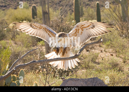 Buse rouilleuse Buteo regalis Arizona Sonora Desert Museum Tucson Arizona USA 23 février des profils Banque D'Images