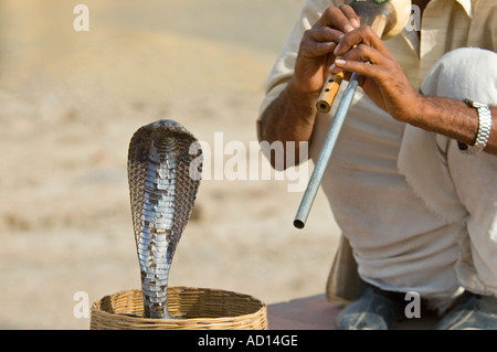 Close up horizontale d'un charmeur de serpent en spectacle avec ses indiens à capuchon 'cobra à lunettes Naja naja'. Banque D'Images