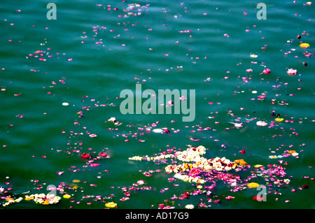 Close up horizontale de pétales de fleurs colorées, des offres, de fleurs et de guirlandes, flottant dans le lac Pushkar après la prière. Banque D'Images