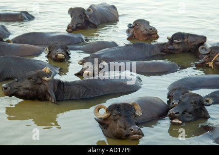 Close up horizontale d'un troupeau de buffle d'Asie ayant un splash quotidien en fleuve Ganges. Banque D'Images