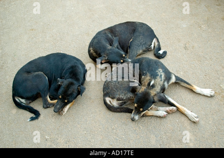 Close up horizontale de trois chiens errants recroquevillé ainsi dormir sur la route en Inde. Banque D'Images
