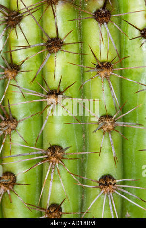 Stenocereus thurberi Organ Pipe Cactus Tucson Arizona United States 16 juin Fleur Cactaceae Banque D'Images