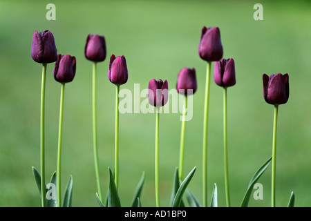 Fleurs de tulipe Banque D'Images