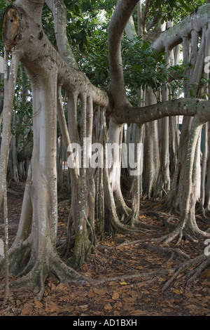 Banyan Tree, Edison Estate, Fort Myers, Floride, USA Banque D'Images