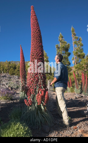 Randonneur debout à côté d'Echium Wildpretii (nom local Tajinaste rojo) en el Parque Nacional del Teide à Tenerife. Banque D'Images