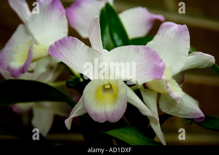Dendrobium nobile hybride d'Orchidée Banque D'Images