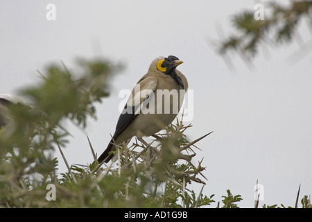 Starling Creatophora cinerea caronculée Afrique Tanzanie Serengeti Banque D'Images