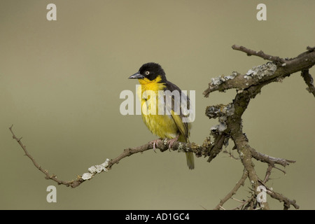 Baglafecht Weaver Ploceus baglafecht oiseaux Ngorongoro Crater Tanzanie femelle Banque D'Images