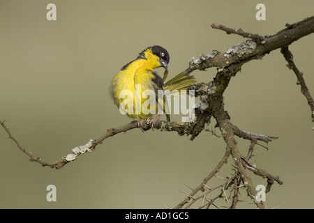 Baglafecht Weaver Ploceus baglafecht oiseaux Ngorongoro Crater Tanzanie femelle de lissage Banque D'Images