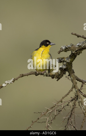 Baglafecht Weaver Ploceus baglafecht oiseaux Ngorongoro Crater Tanzanie femelle Banque D'Images