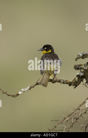 Baglafecht Weaver Ploceus baglafecht oiseaux Ngorongoro Crater Tanzanie femelle Banque D'Images