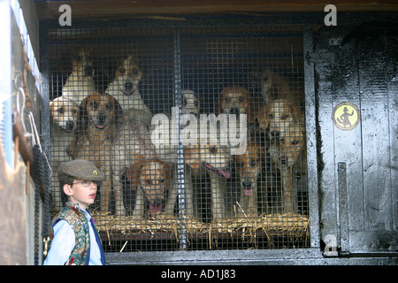 Chiens de chasse en attente d'être libérés de leurs cages Banque D'Images