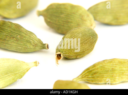 Cardamomes vertes Banque D'Images