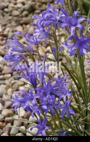 Fleurs bleues vibrantes d'Ixiolirion tataricum, une espèce d'Amaryllidaceae d'Asie, fleurissant dans un jardin avec un fond de gravier. Banque D'Images
