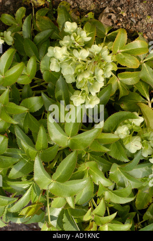 Fleurs vert jaune et feuilles dentelées d'Hellebore Corse (Helleborus lividus corsicus), également connu sous le nom d'Helleborus lividus. Banque D'Images
