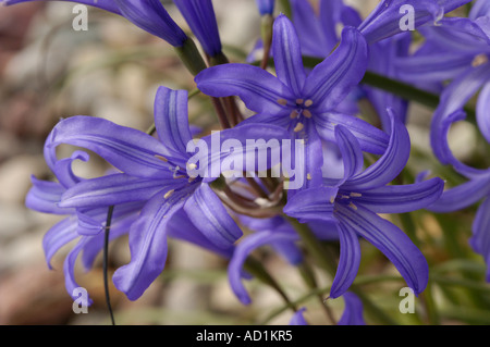 Fleurs bleues vives d'Amaryllidaceae Ixiolirion tataricum fleurissant en Asie. Gros plan de pétales délicats avec des rayures distinctes. Banque D'Images