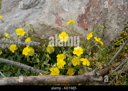 Rock commun Helianthemum nummularium grandiflorum Cistaceae Banque D'Images