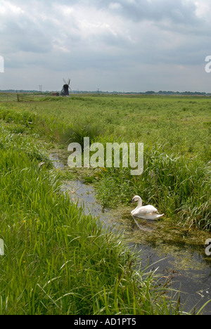 Swan sur les marais près de Suffolk Usine Herringfleet Banque D'Images