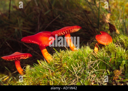 Waxcap splendide champignon (Hygrocybe splendidissima) Banque D'Images