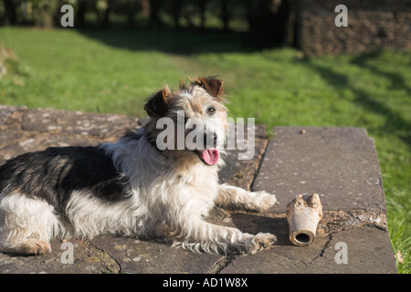 Jack Russell Terrier poil dur chien crépi avec os à moelle Banque D'Images