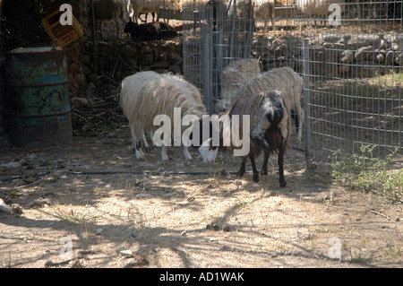 Moutons dans Agia Roumeli village situé sur le bord de la Gorge de Samaria Parc national sur l'île grecque de Crète Banque D'Images