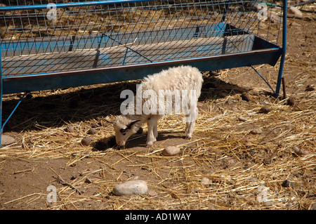 Moutons dans Agia Roumeli village situé sur le bord de la Gorge de Samaria Parc national sur l'île grecque de Crète Banque D'Images