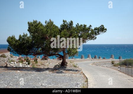 Seul arbre à Agia Roumeli village situé sur le bord de la Gorge de Samaria Parc national sur l'île grecque de Crète Banque D'Images