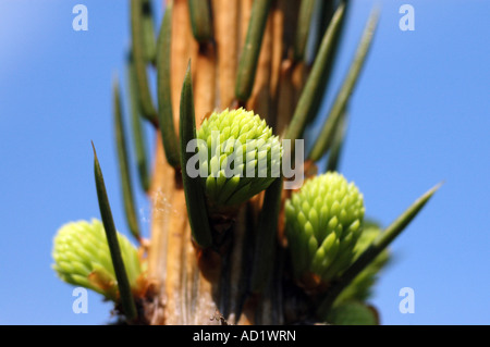 Close up of pine tree Banque D'Images