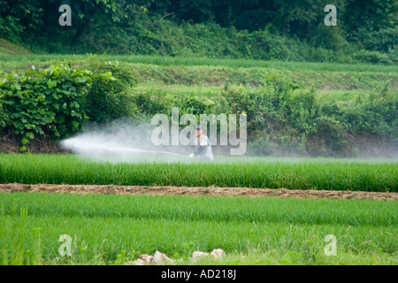 Les Sprays agriculteur coréen non protégés l'Insecticide sur champ de riz Sokcho Corée du Sud Banque D'Images