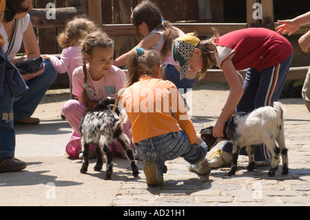 Zoo de Budapest zoo pour enfants avec des animaux de basse-cour - chevreaux Banque D'Images