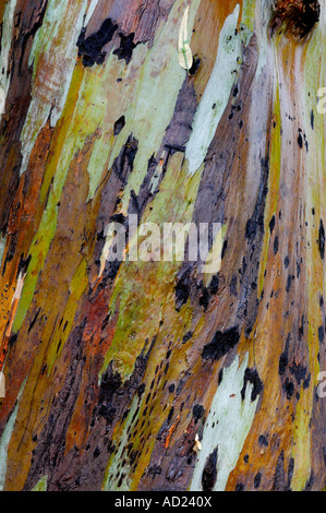 Gros plan de l'écorce d'Eucalyptus peeling texture background Banque D'Images