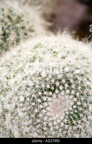 Close up de la couronne d'un cactus Banque D'Images