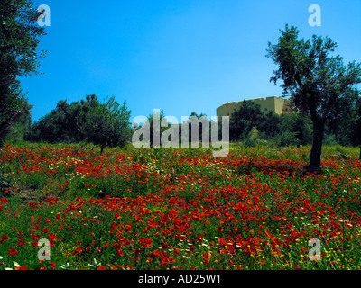 Printemps coquelicots dans un champ extérieur de Fes, Maroc Banque D'Images