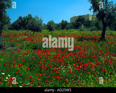 Printemps coquelicots dans un champ extérieur de Fes, Maroc Banque D'Images