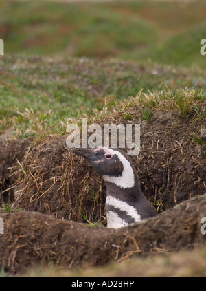 Manchot de Magellan (Spheniscus magellanicus) Banque D'Images