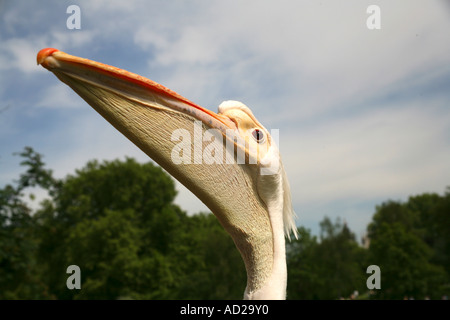 Dans Pelican Park près de Buckingham Palace, Londres EnglandPelican à St James Park près de Buckingham Palace, London England Banque D'Images
