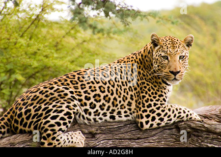 Leopard en Afrique Namibie Okonjima Africat Foundation Banque D'Images