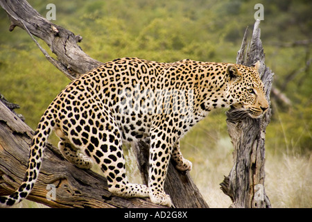 Leopard en Afrique Namibie Okonjima Africat Foundation Banque D'Images