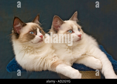 Deux jeunes chatons Ragdoll age 'quatre mois' 'Frère et soeur' 'seal bicolor' et 'blue bicolor' marquage Wiltshire Angleterre Banque D'Images